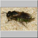 Lindenius albilabris - Grabwespe w06f 6-7mm - mit Wanze-Lygocoris beim Nesteintrag - OS-Hasbergen Lehmsandhuegel.jpg